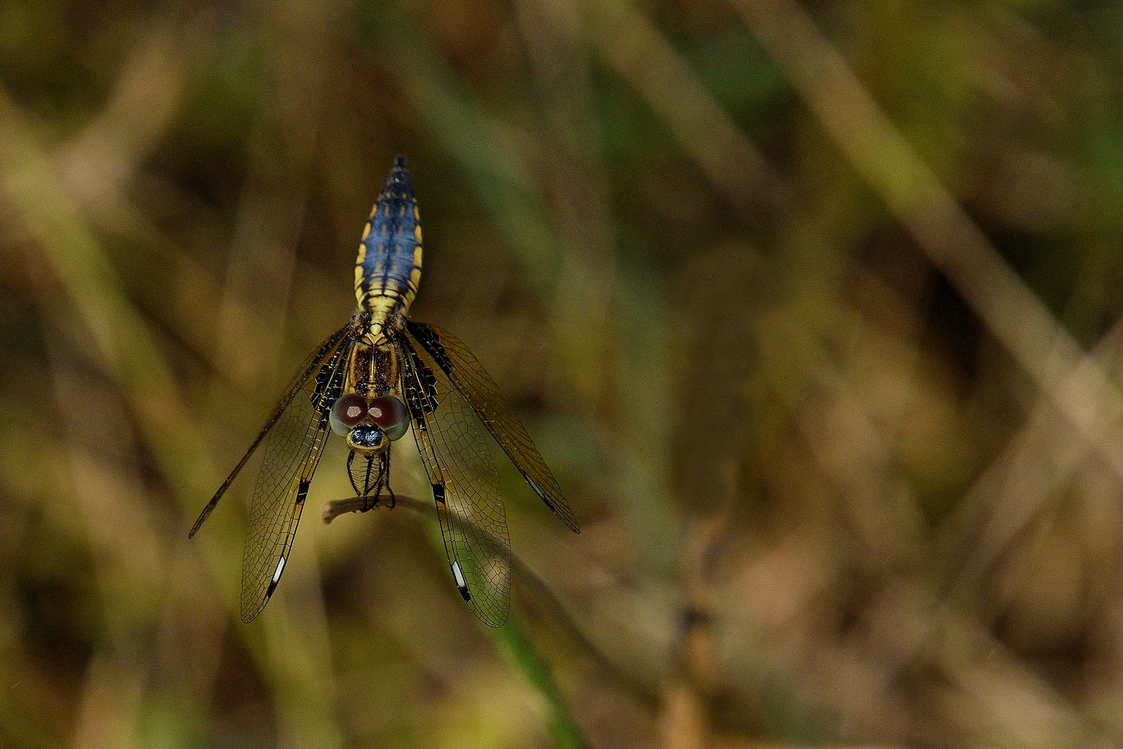 Libella (palpopleura sexmaculata)