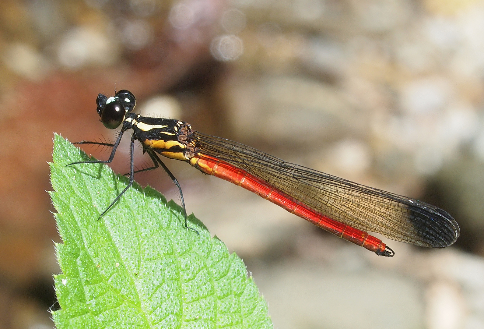 Libellago celebensis