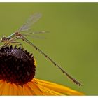 Libellchen auf Blümchen.