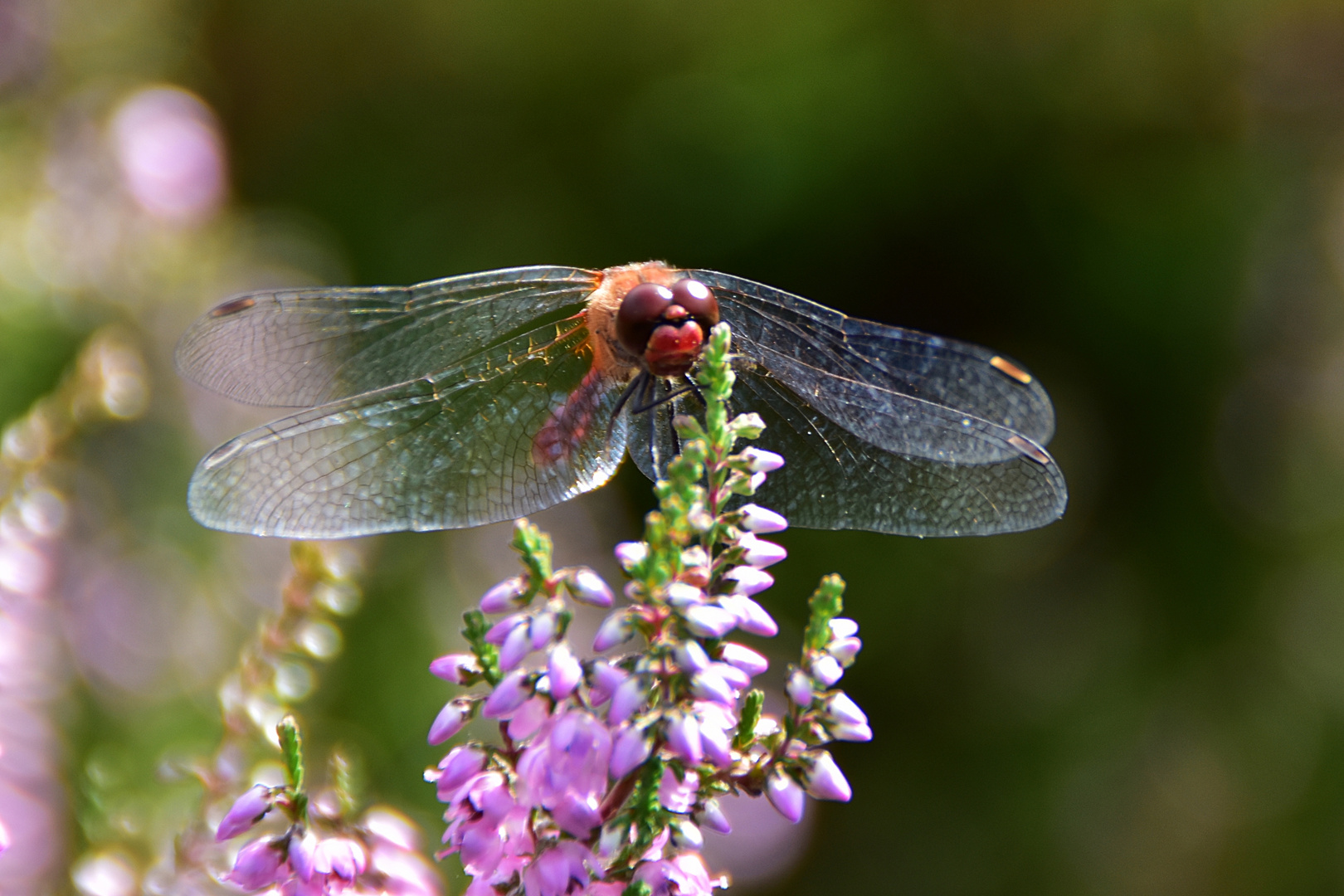 Libelle