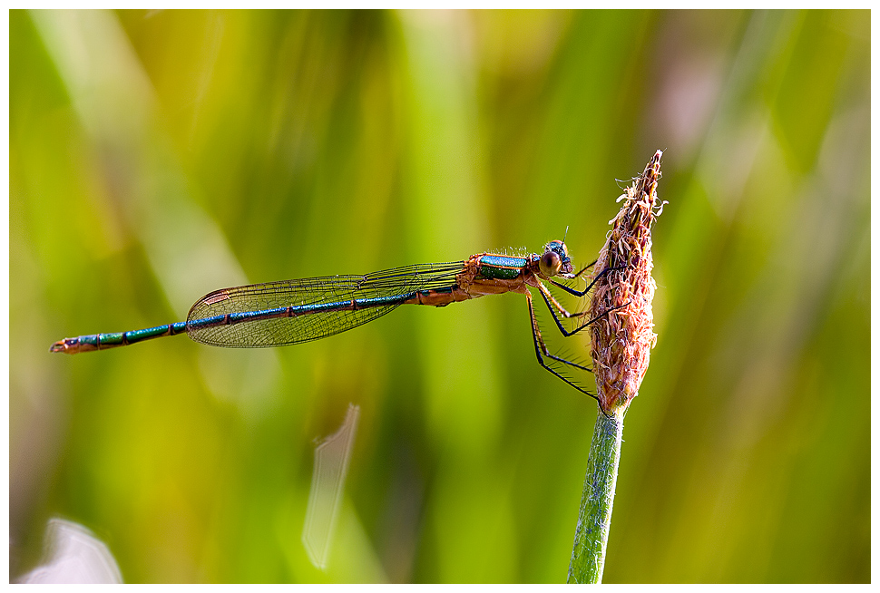 Libelle