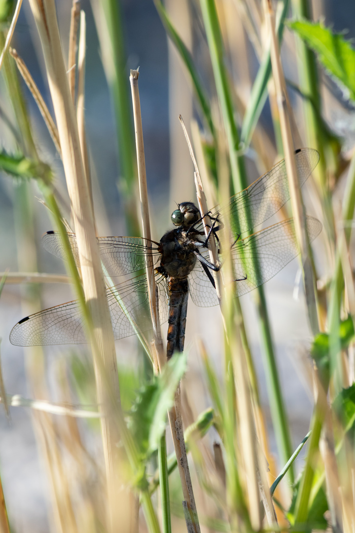 Libelle 