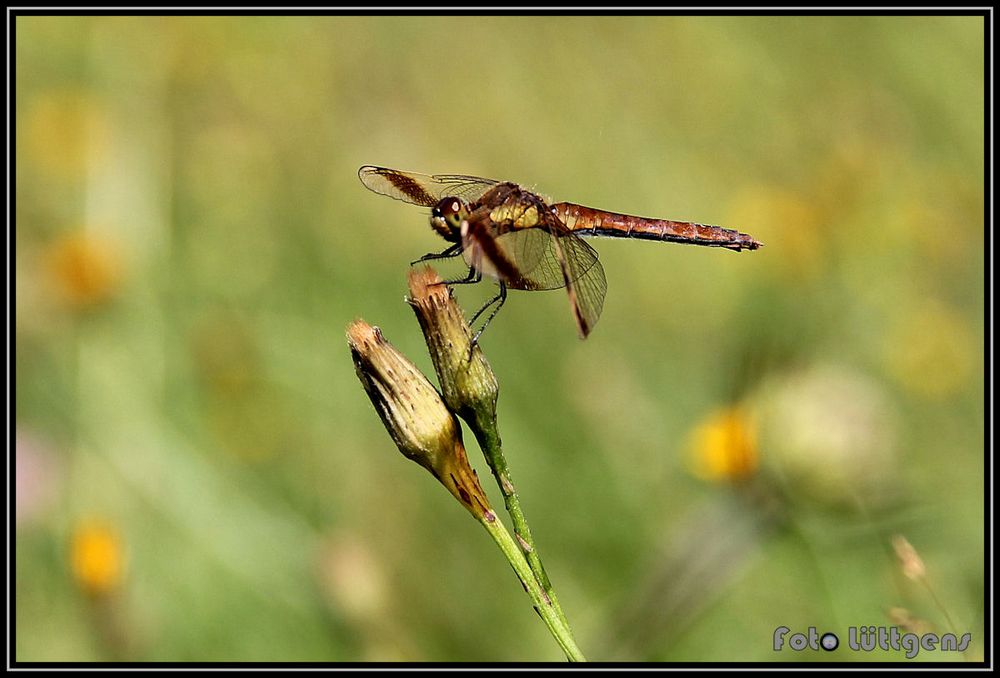 Libelle 01