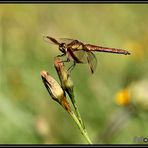 Libelle 01