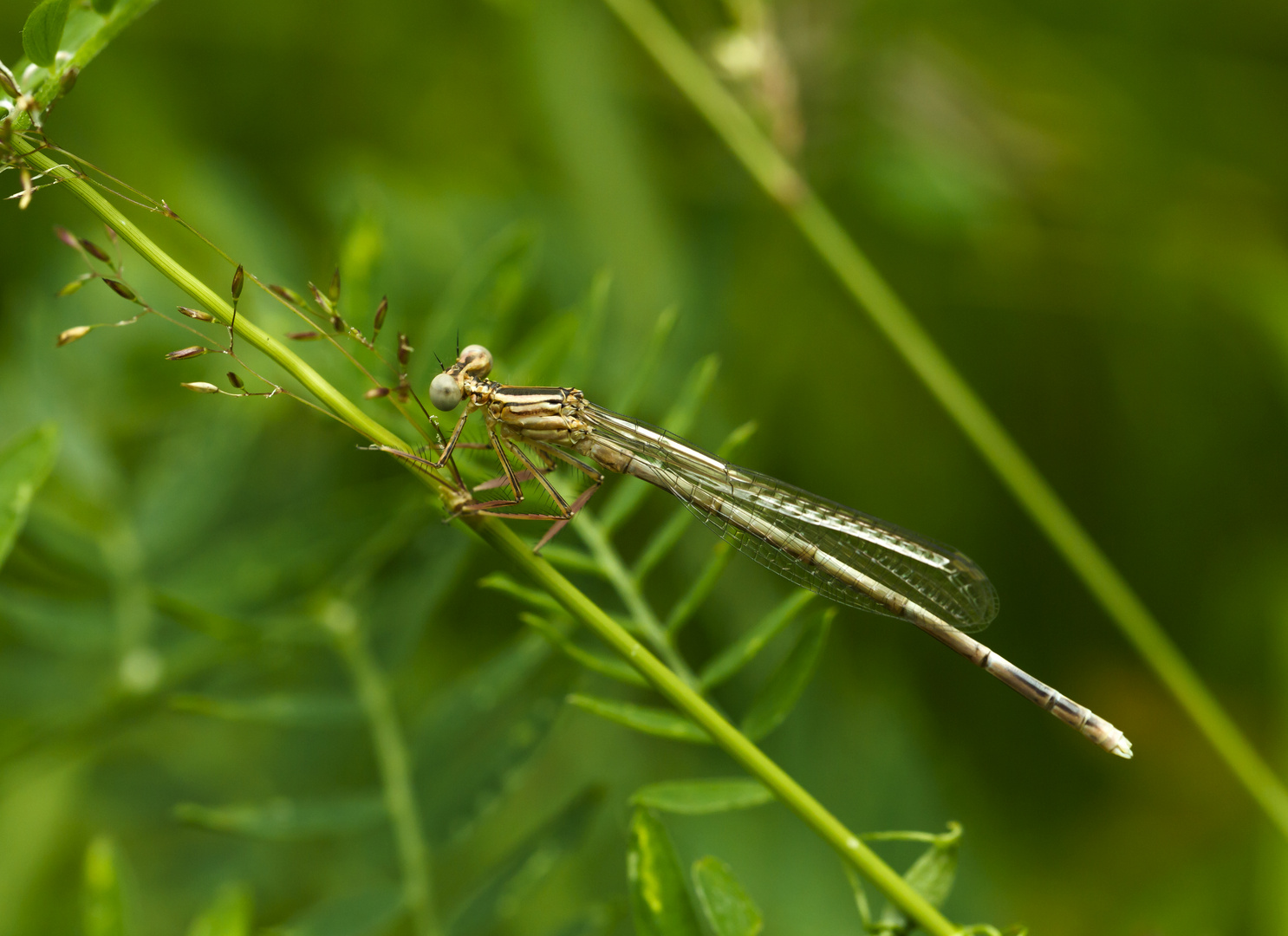 Libelle