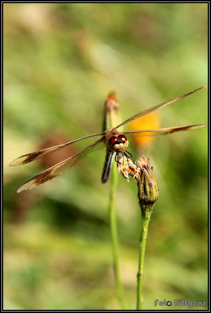 Libelle 02