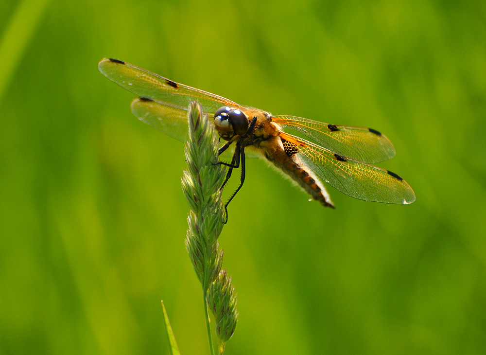 Libelle