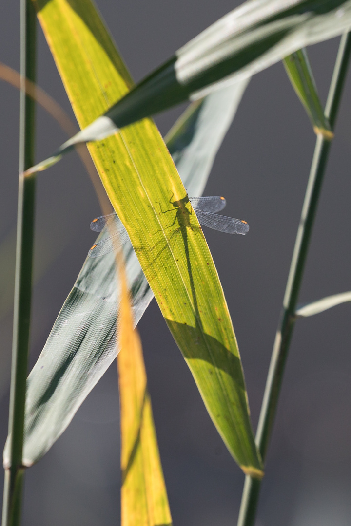 Libelle-0474