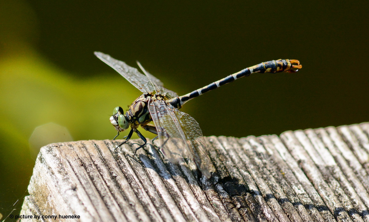 Libelle