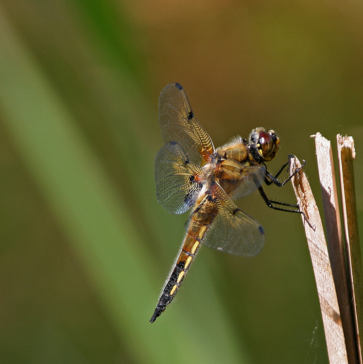 Libelle