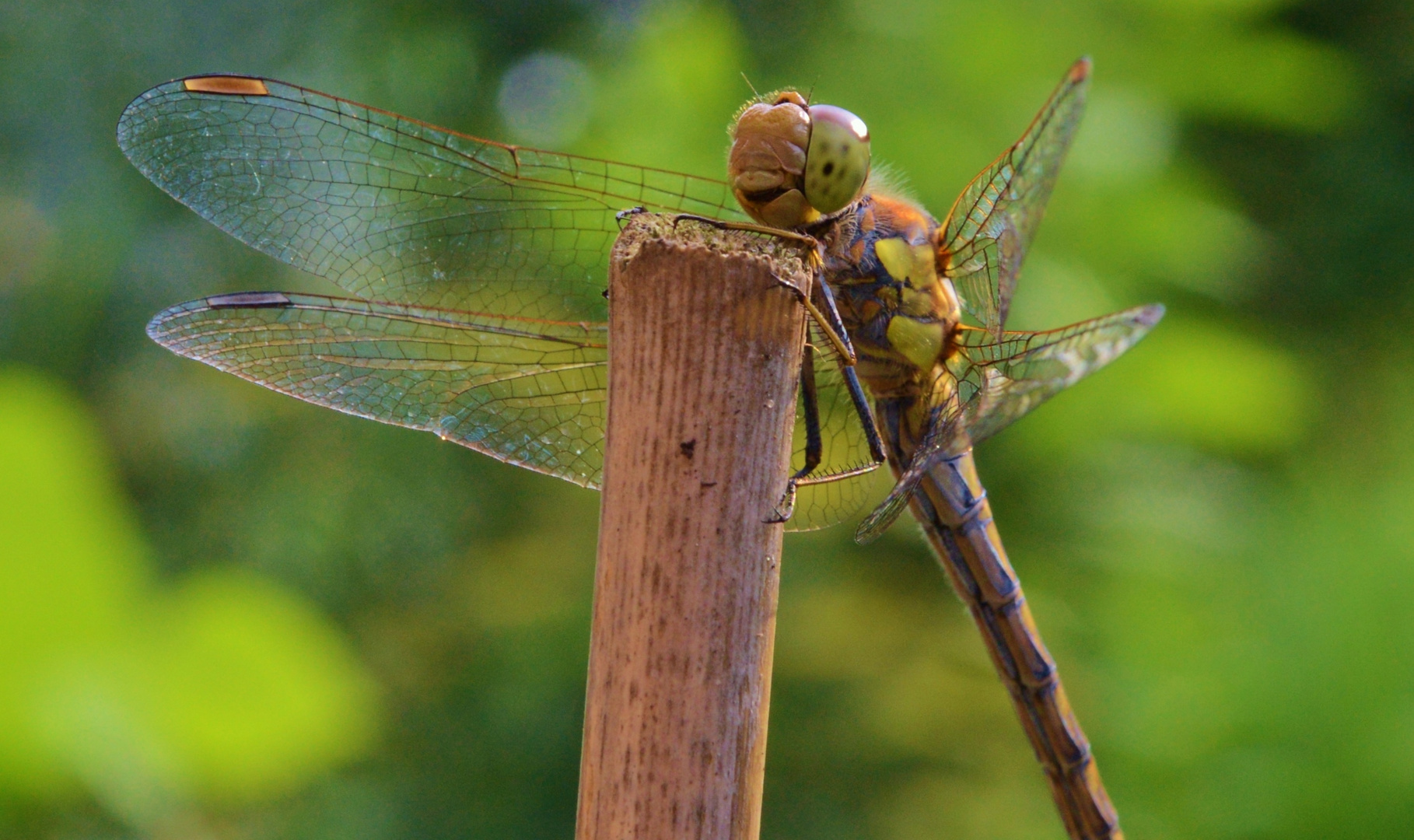 Libelle