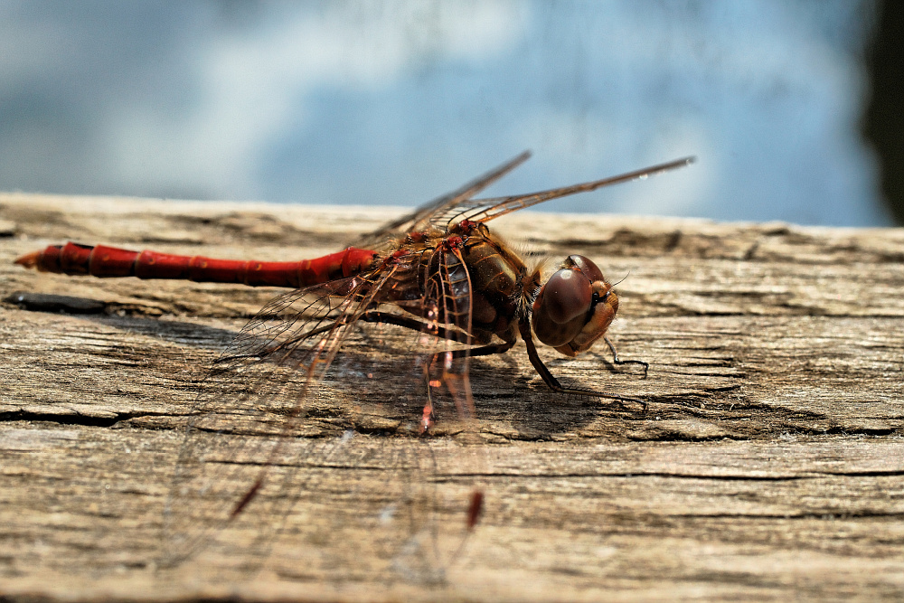 Libelle