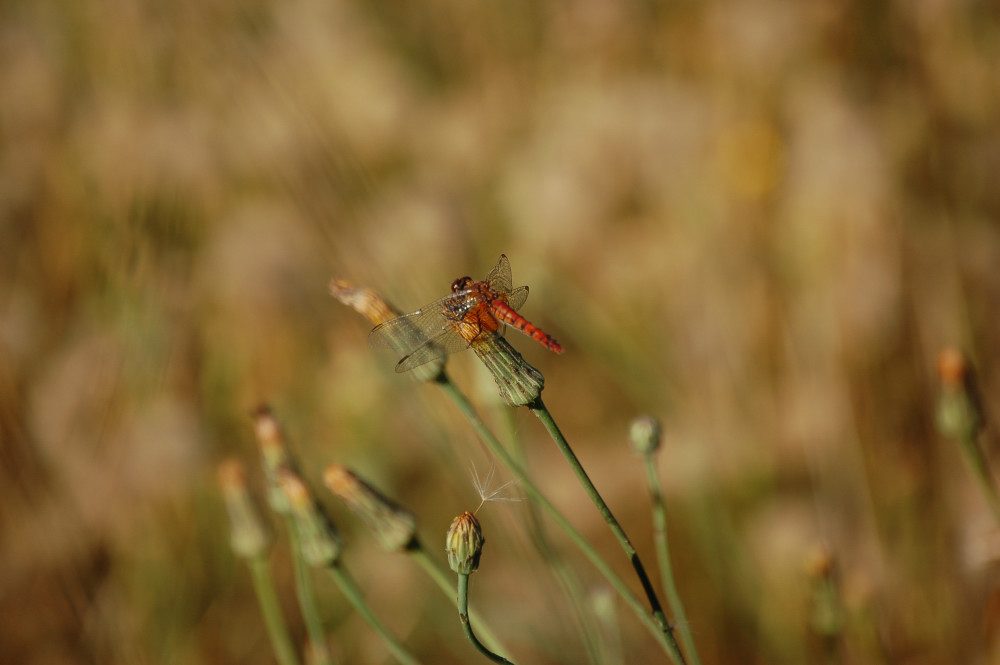 Libelle