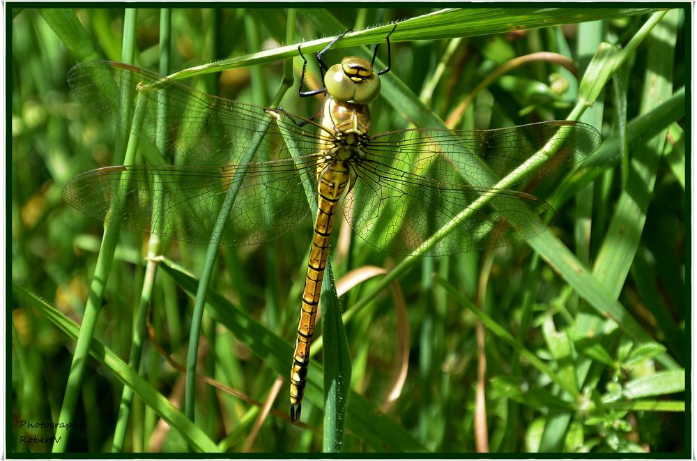 Libelle