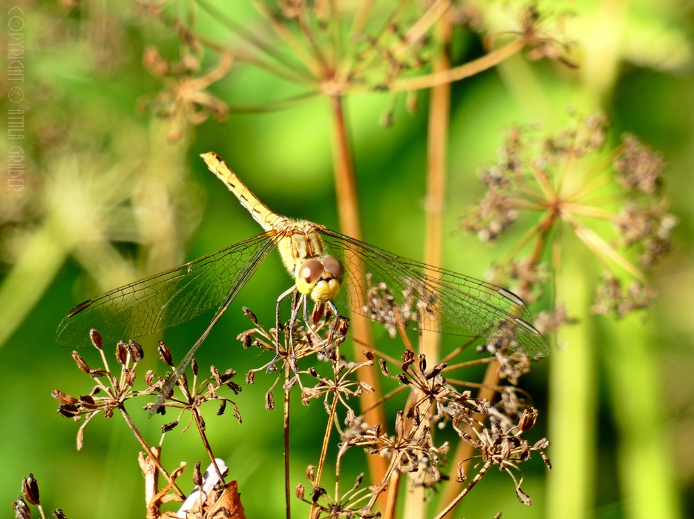 Libelle