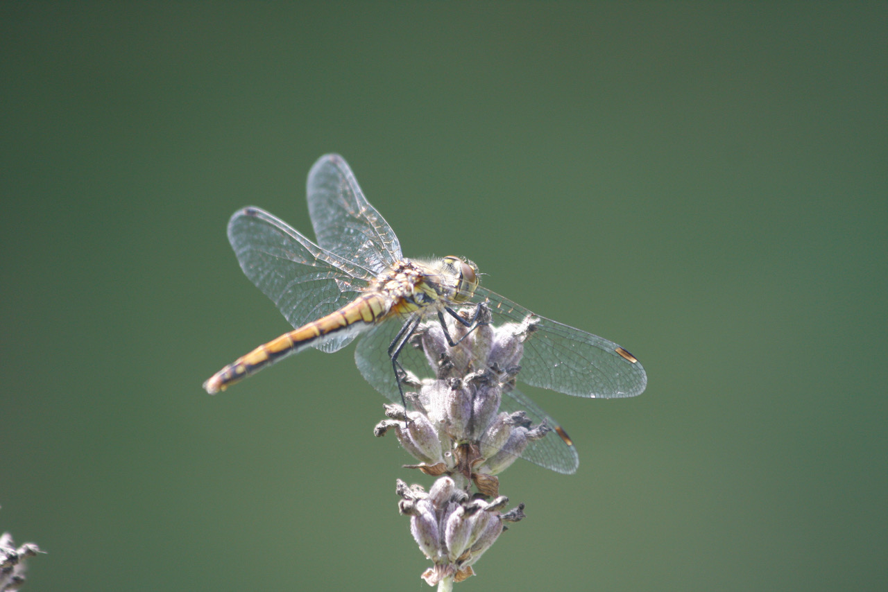 Libelle