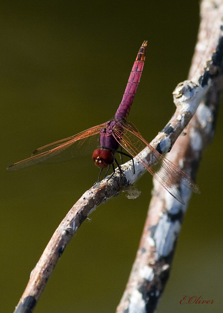 Libelle