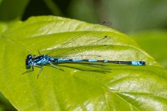 Libelle