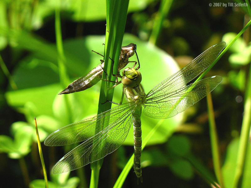 Libelle