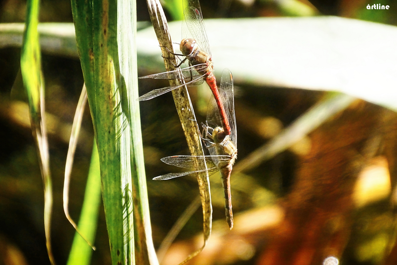 Libelle