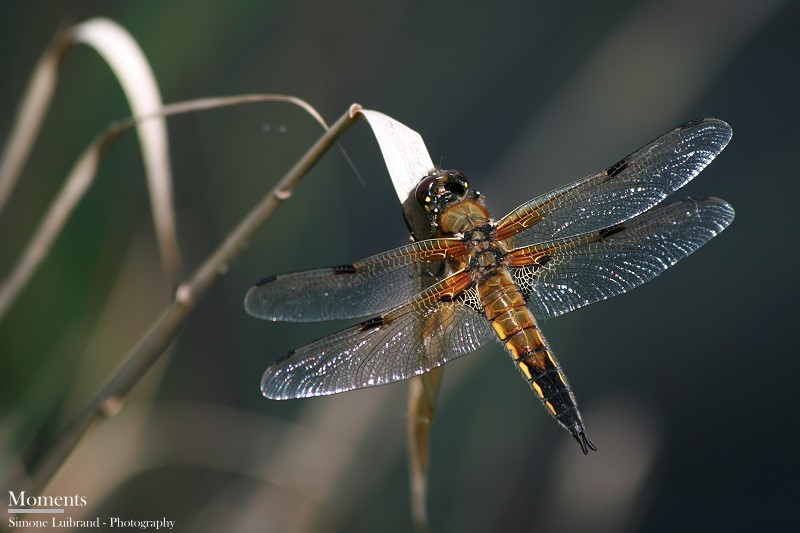 Libelle