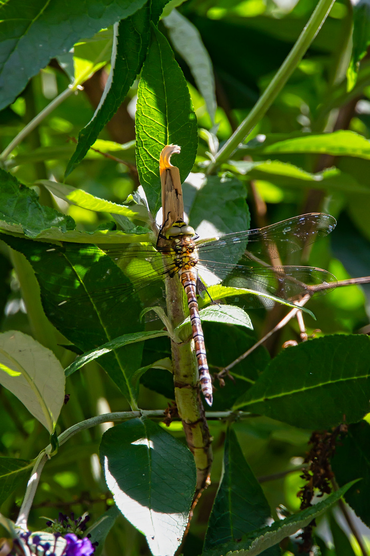 Libelle