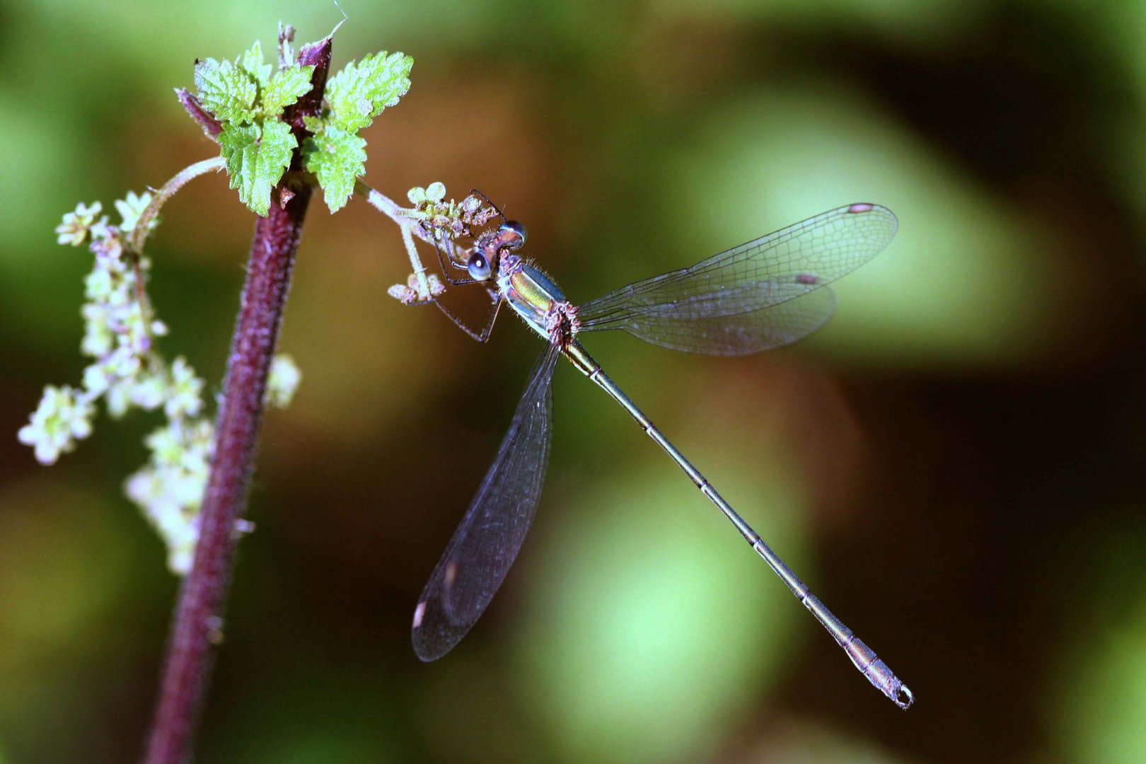 Libelle