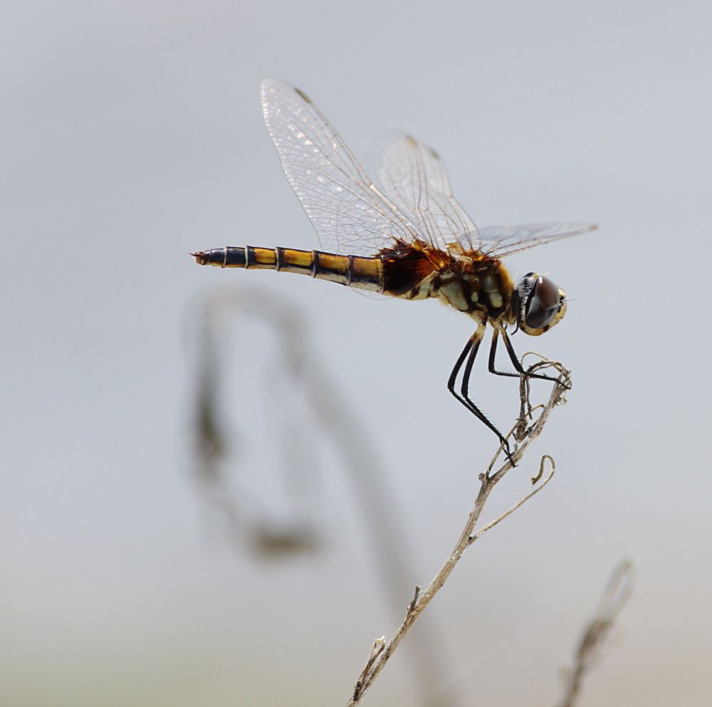 Libelle Kleine Fotoschau