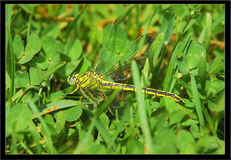 Libelle 1