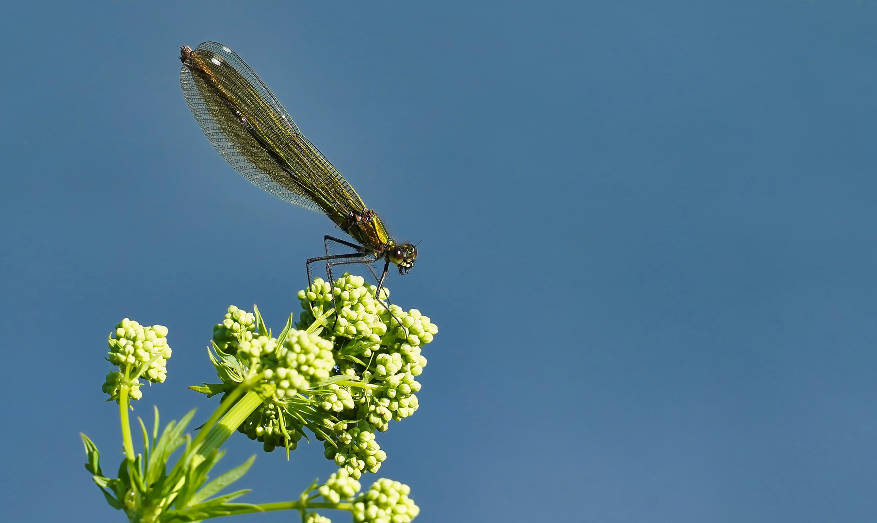 Libelle 1-2-oder-3