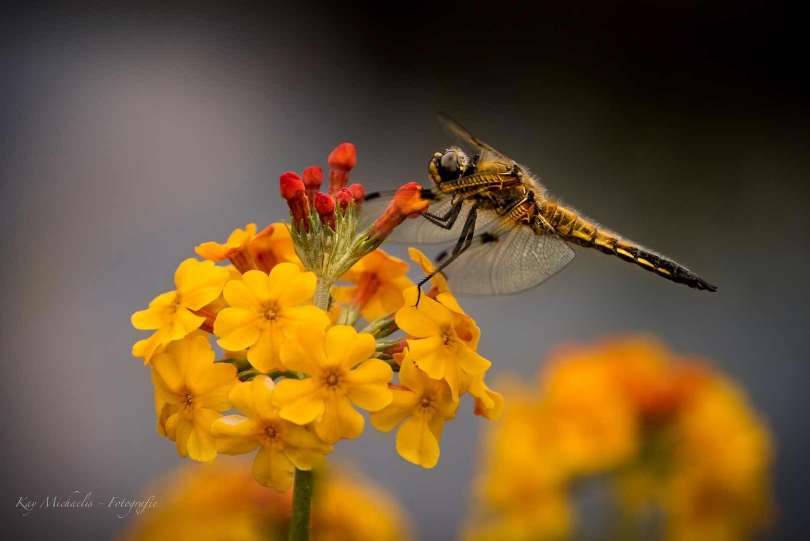 Libelle 1