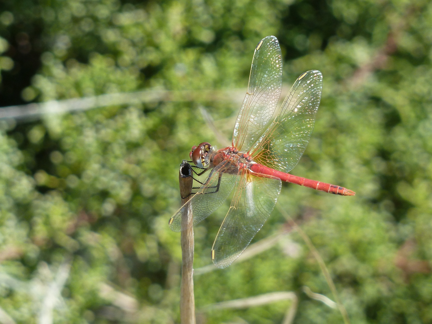 Libelle 1