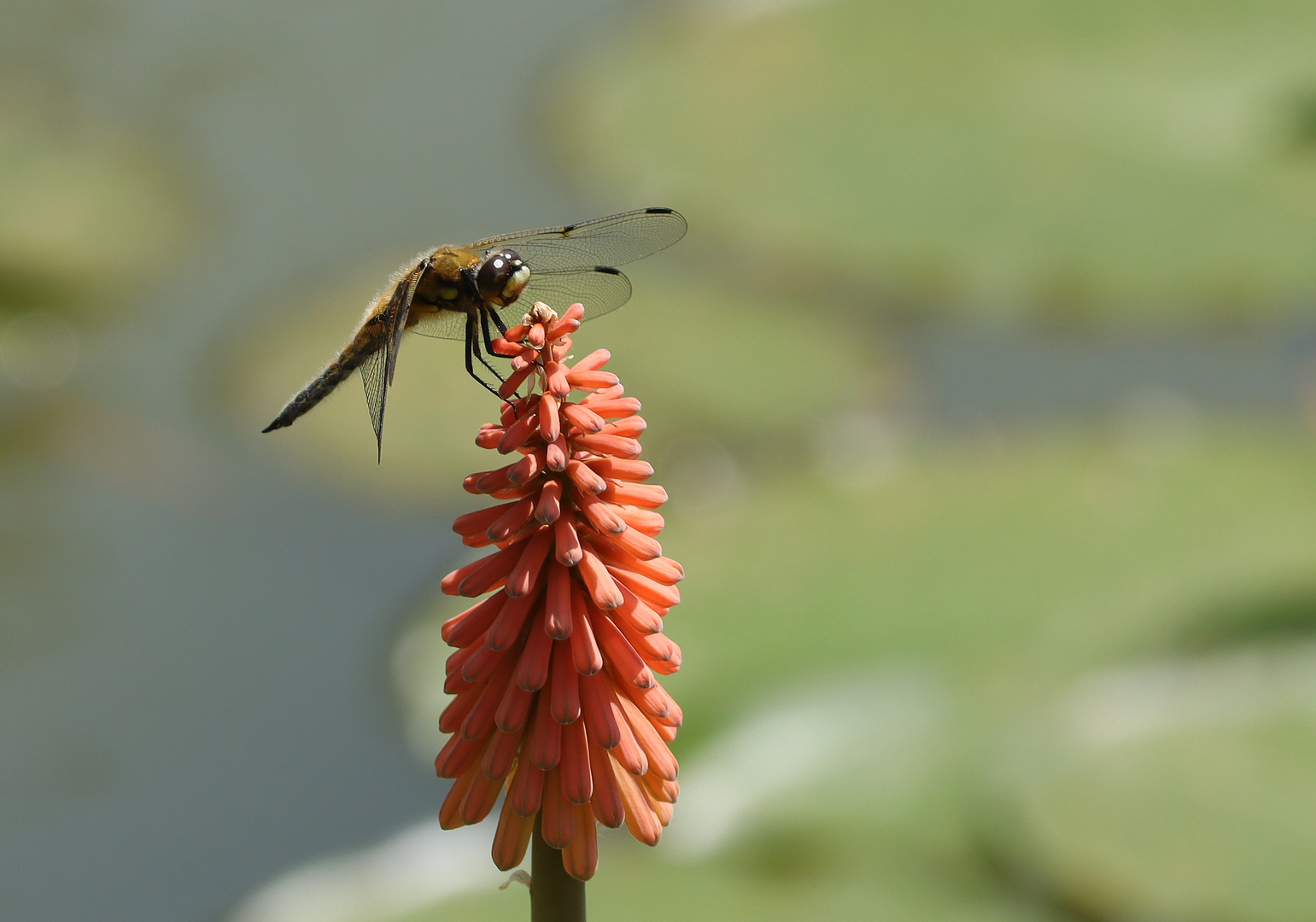 Libelle 1