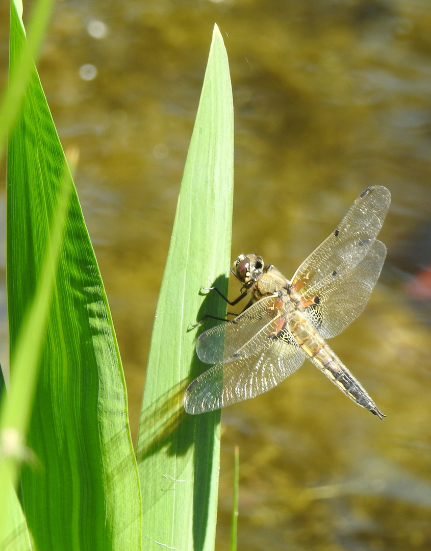 Libelle 1