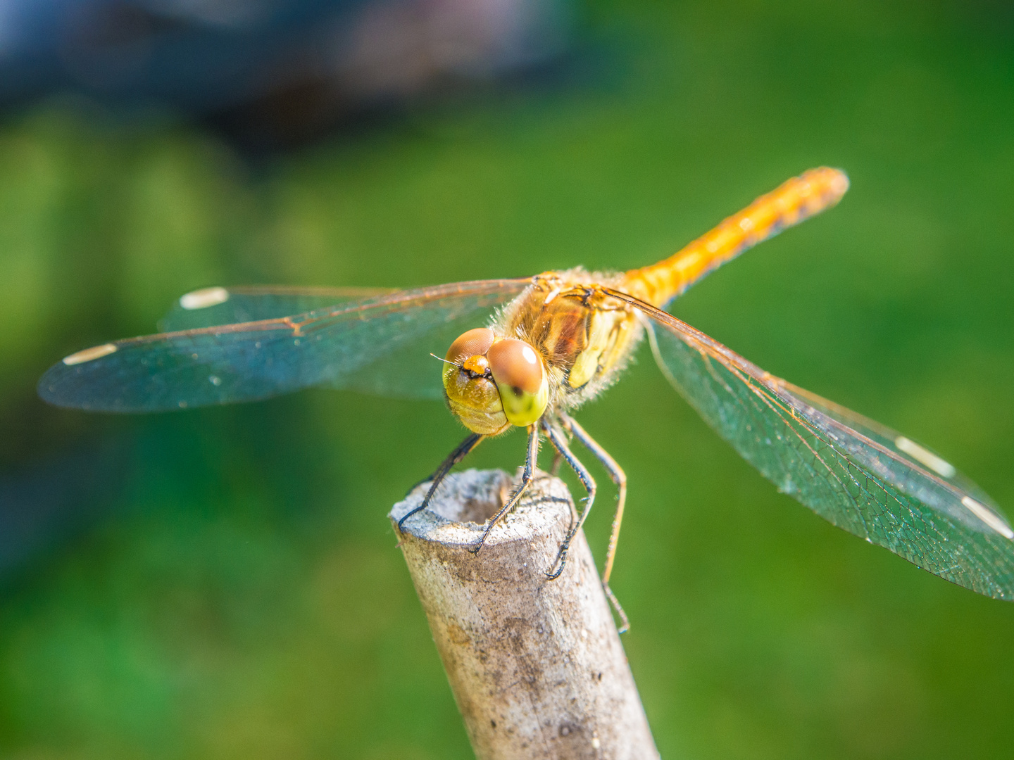 Libelle #1 Foto & Bild | tiere, wildlife, libellen Bilder auf fotocommunity