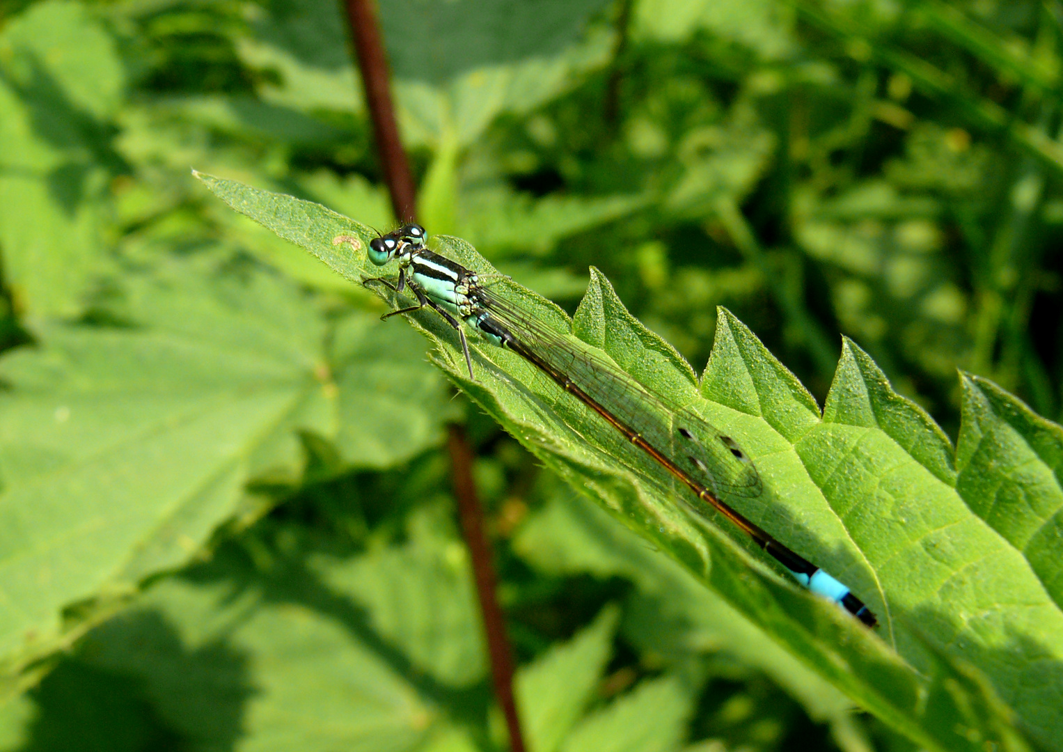 Libelle 1