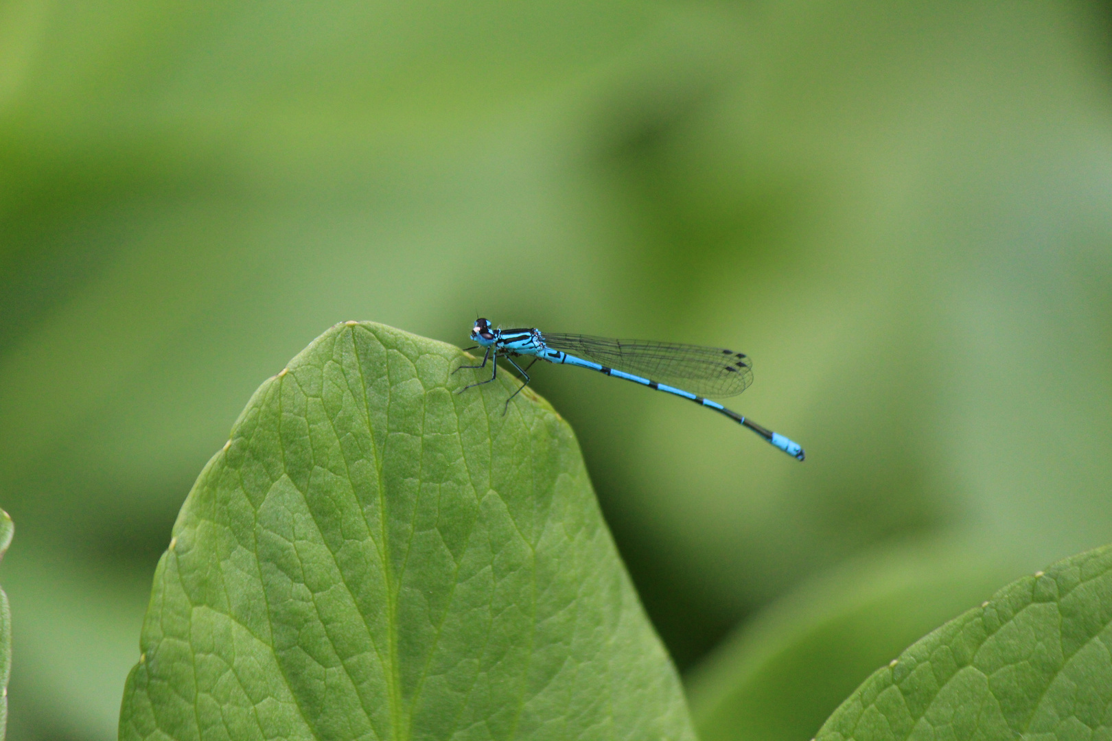 Libelle ( 1 ) Botanischer Garten in Bochum