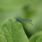 Libelle ( 1 ) Botanischer Garten in Bochum