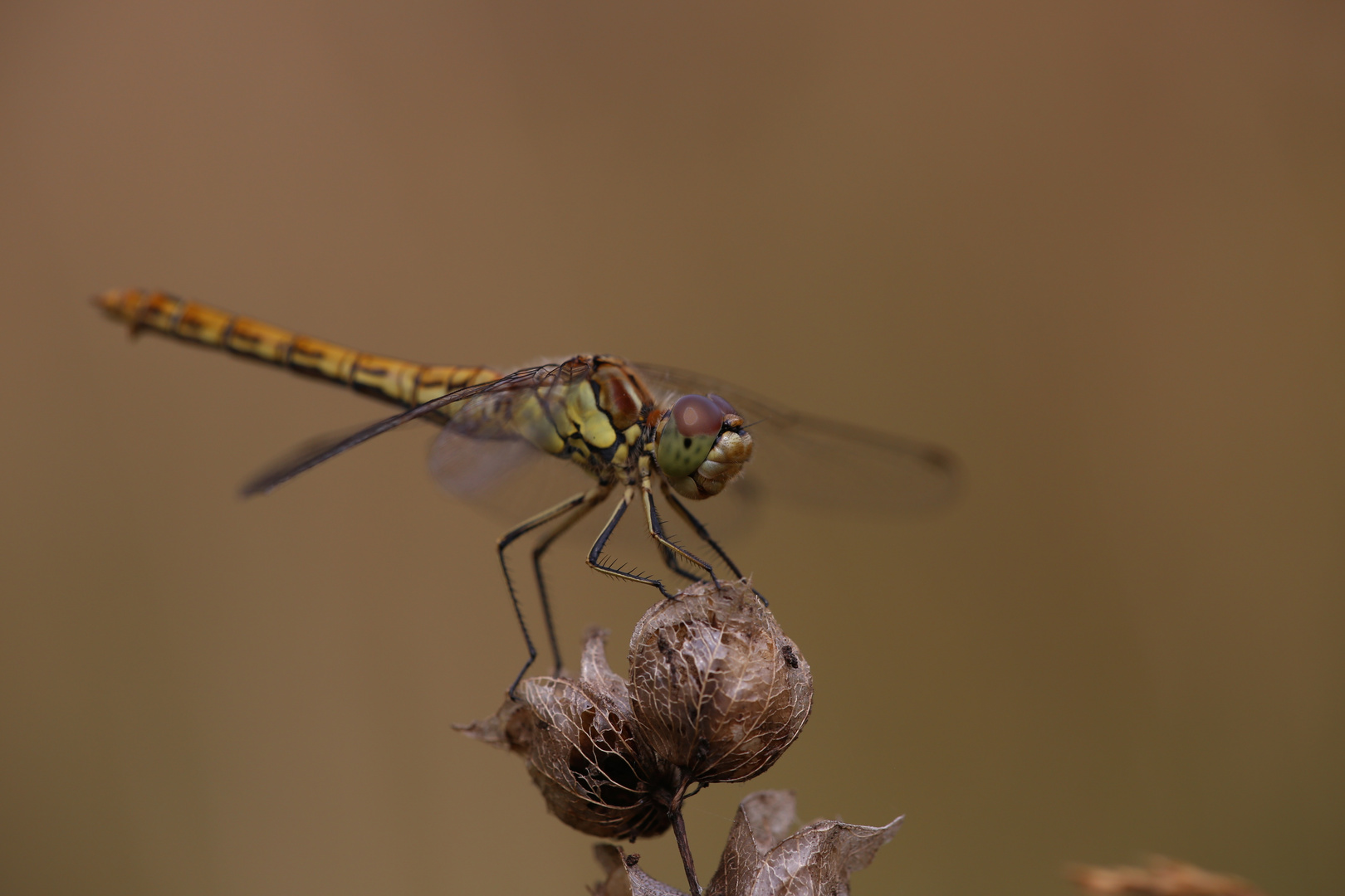 Libelle 1