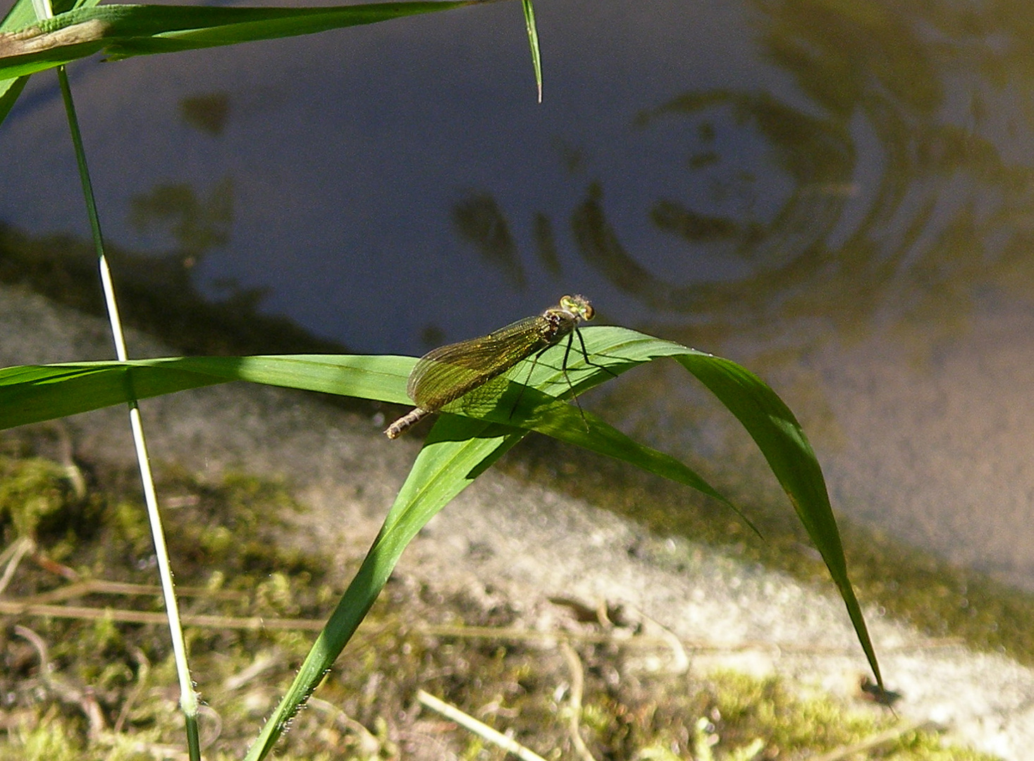 Libelle 1