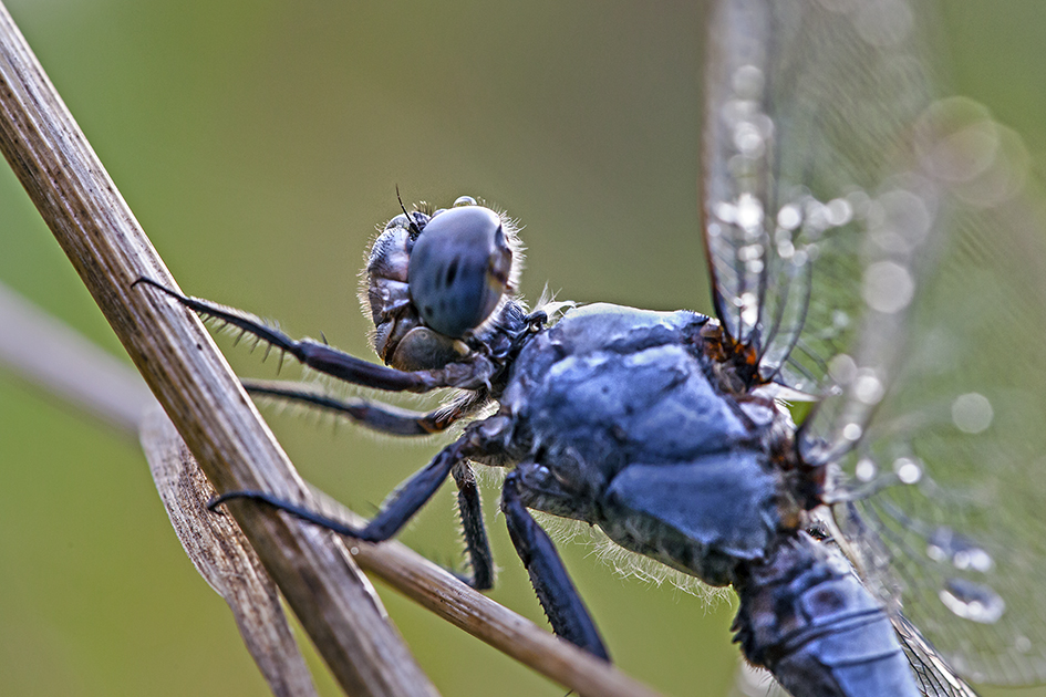 Libelle-1