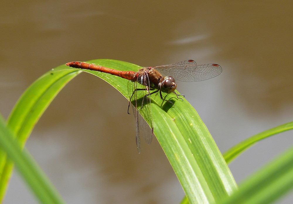 Libelle 1