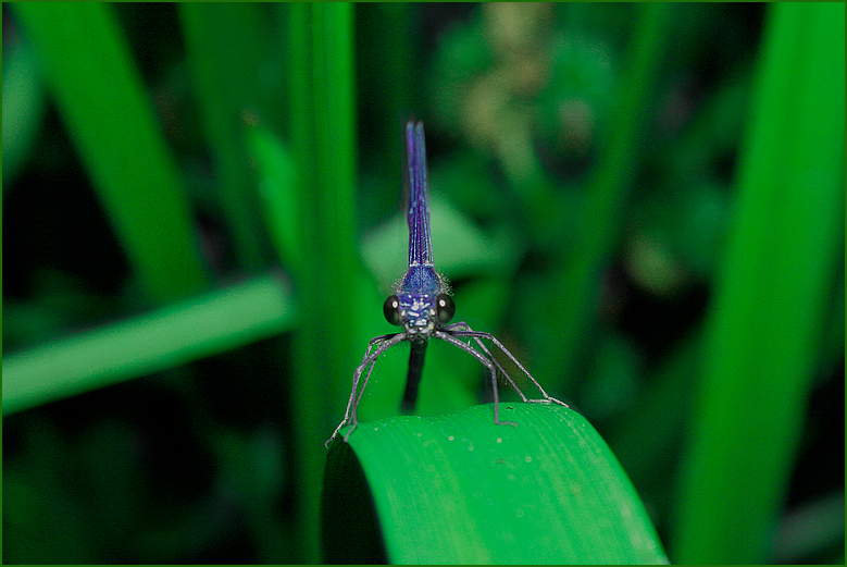 Libelle 1