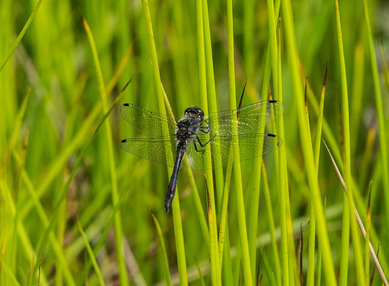 Libelle 1