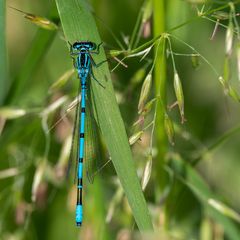 Libelle 1 = Hufeisen-Azurjungfer