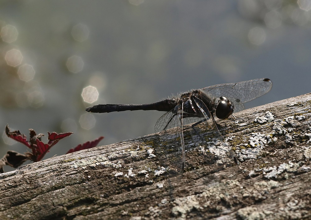 Libelle-1 im botanischen Garten Kiel