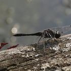 Libelle-1 im botanischen Garten Kiel