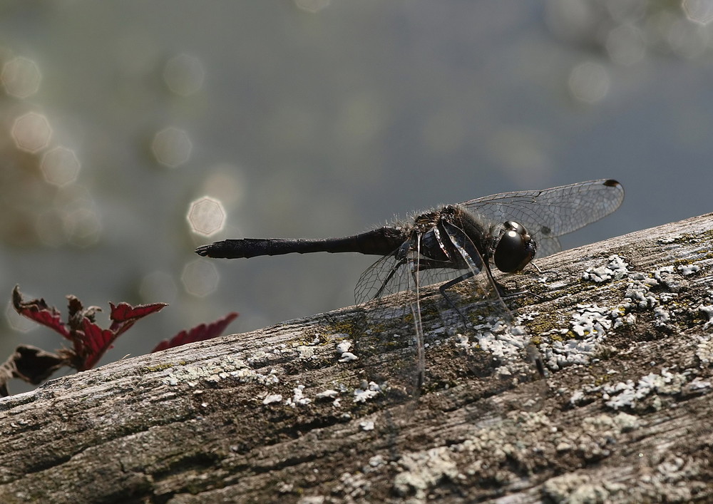 Libelle1 im botanischen Garten Kiel Foto & Bild tiere, wildlife