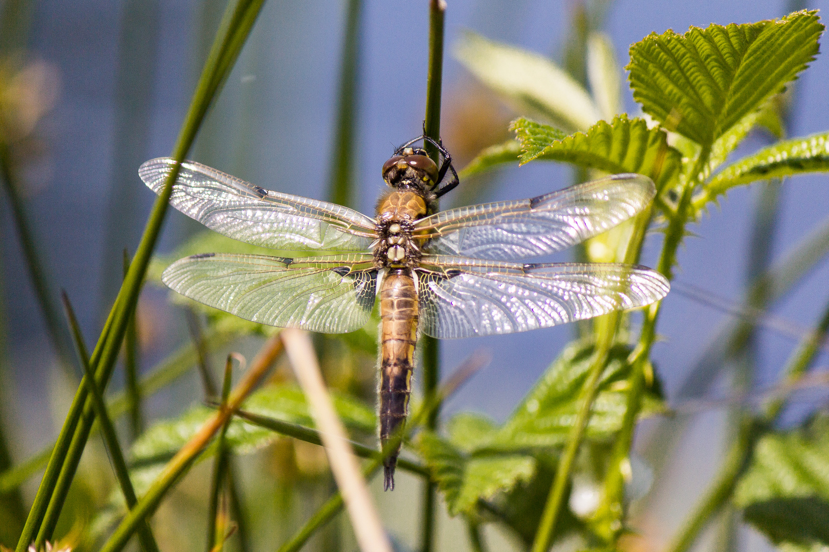 Libelle (1 von 1)