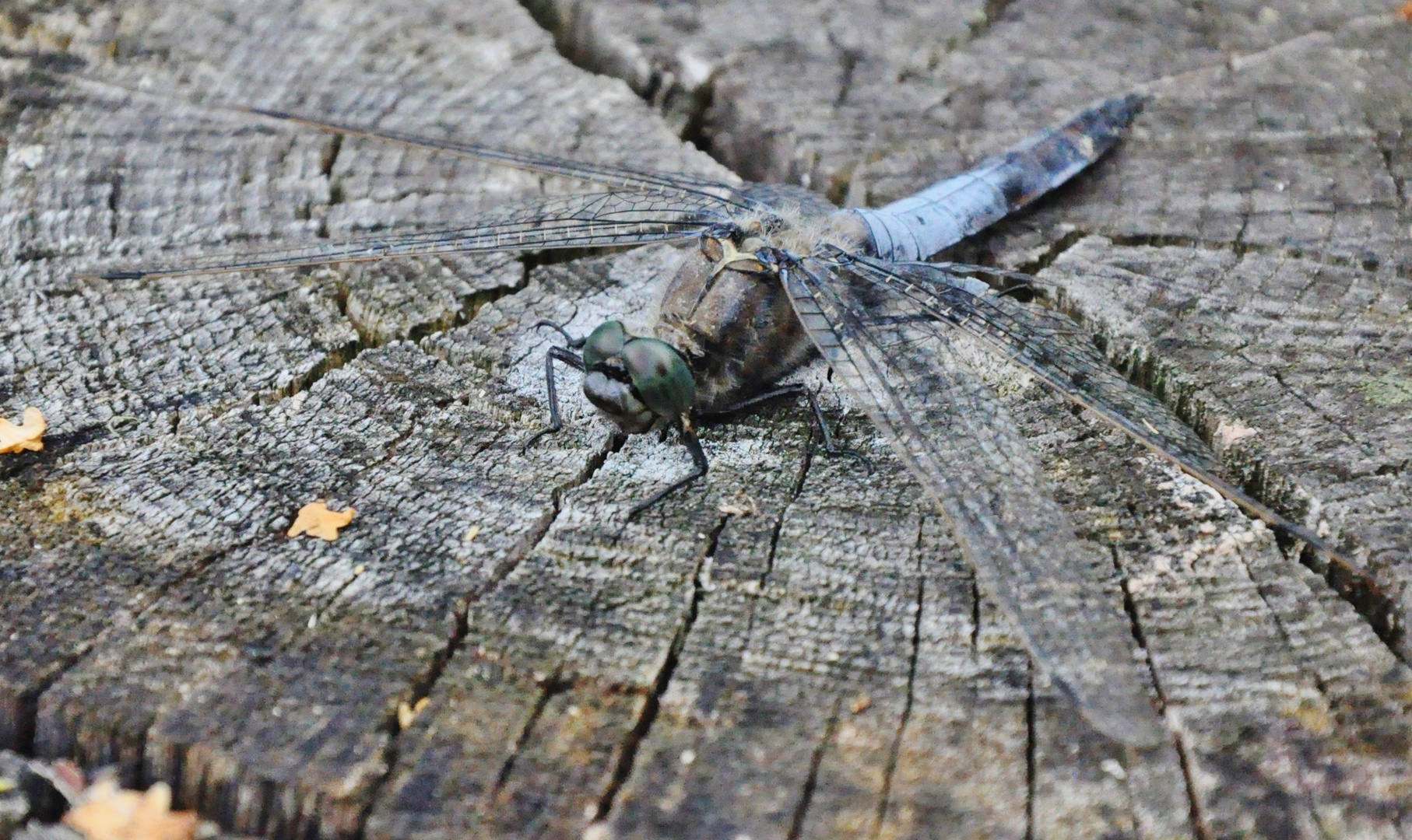 Libelle 10: Segellibelle Blaupfeil Männchen